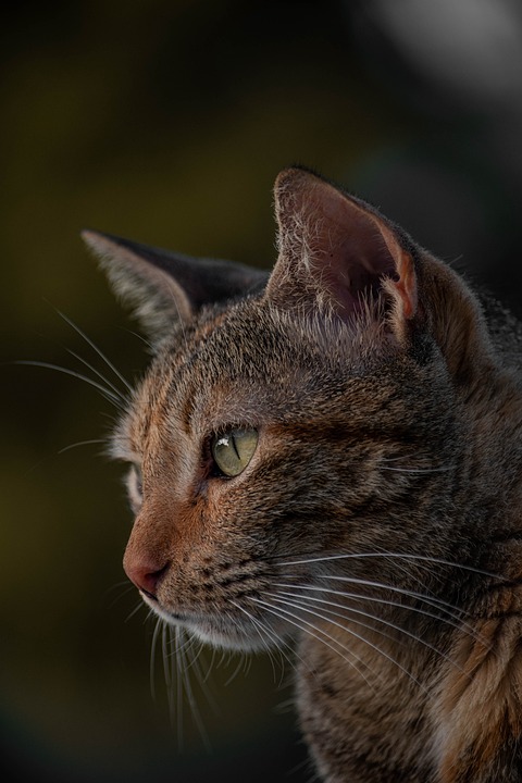 Katzen und Spiritualität: Mythen und Fakten
