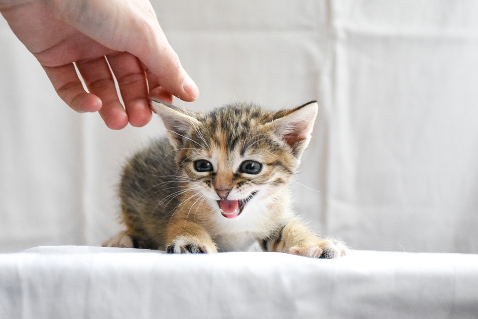 So machen Sie Ihre Wohnung katzensicher