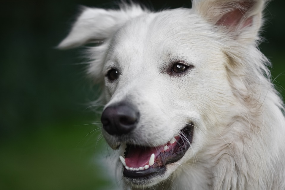 Spaziergangs-Etikette: Der richtige Umgang mit anderen Hunden