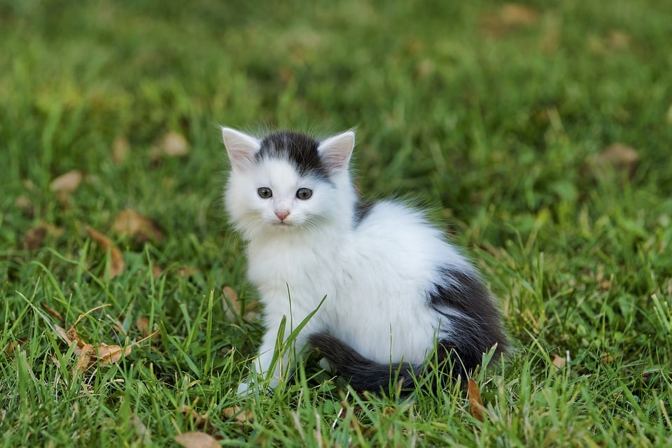 Warum Katzen Haarballen haben und was man dagegen tun kann