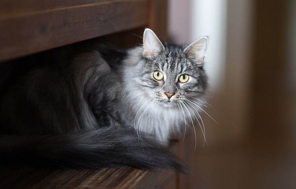 Alltagshacks für Katzenbesitzer