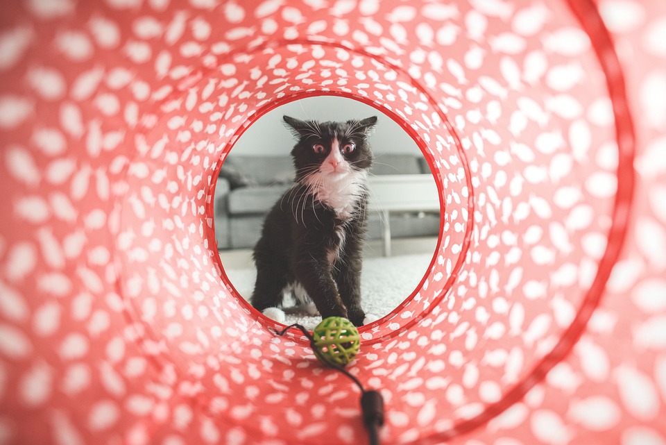 Das richtige Alter für die Kastration Ihrer Katze