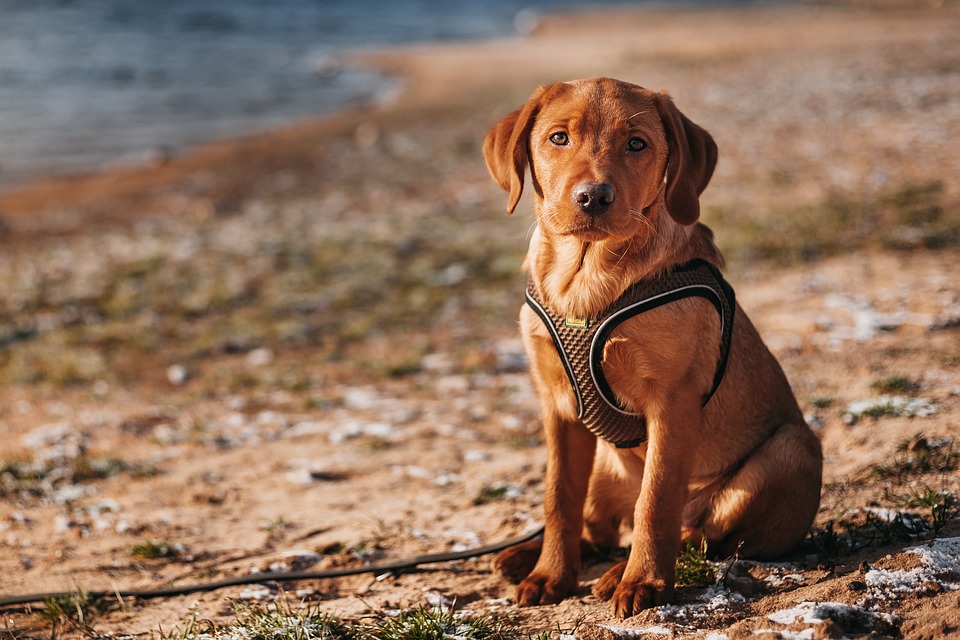 Die Rolle der Hormone im Hundeverhalten