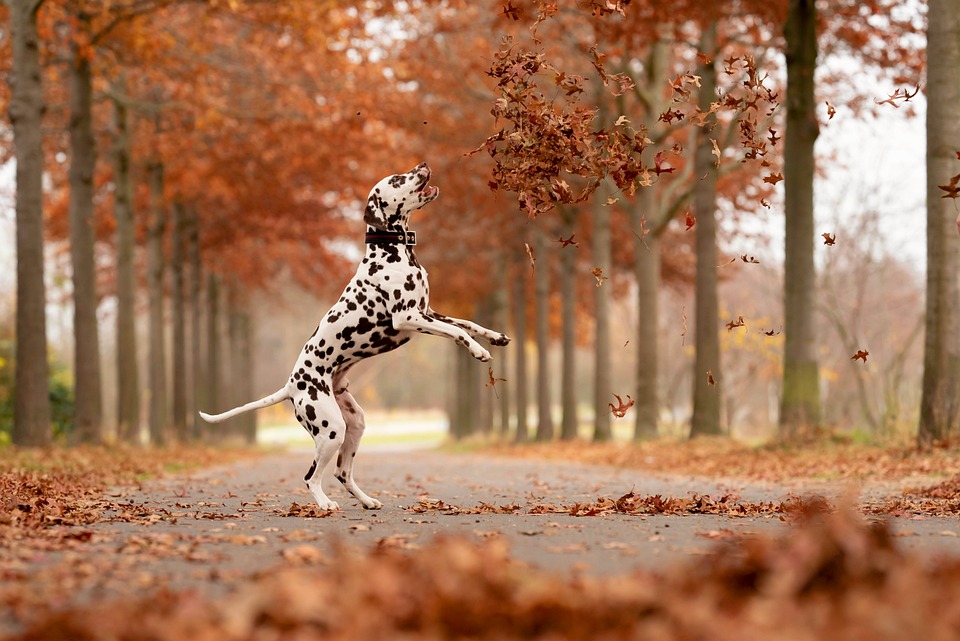 Frisuren für langhaarige Hunde: Tipps vom Profi