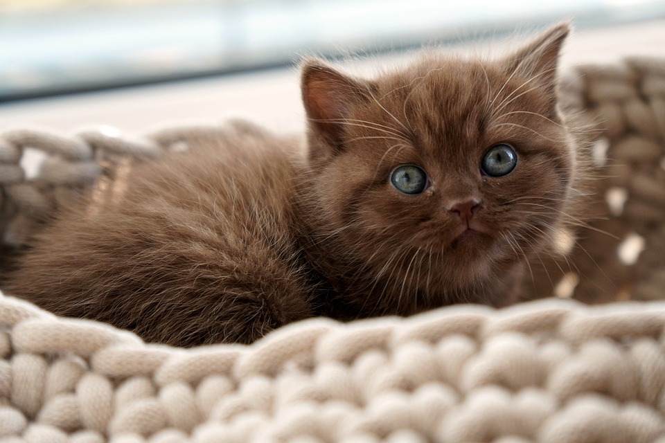 Katzen und Menschenalter: Ein Vergleich
