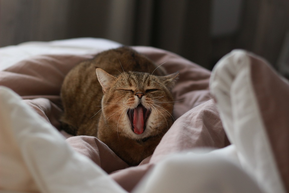 Katzen und ihre Vorliebe für hohe Plätze