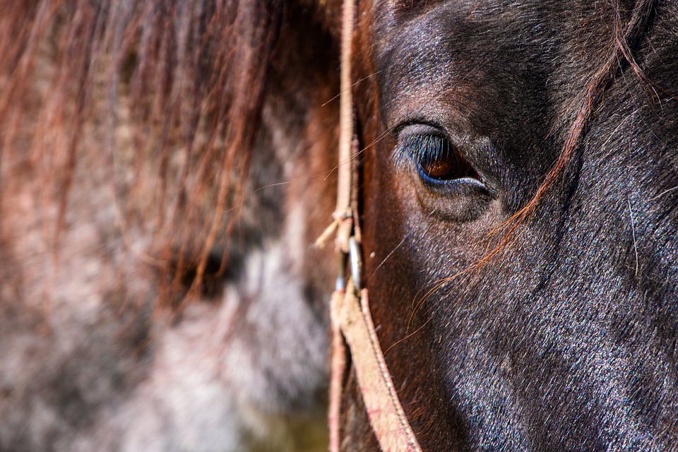 Rodeo und Westernshows: Einblick in die Szene