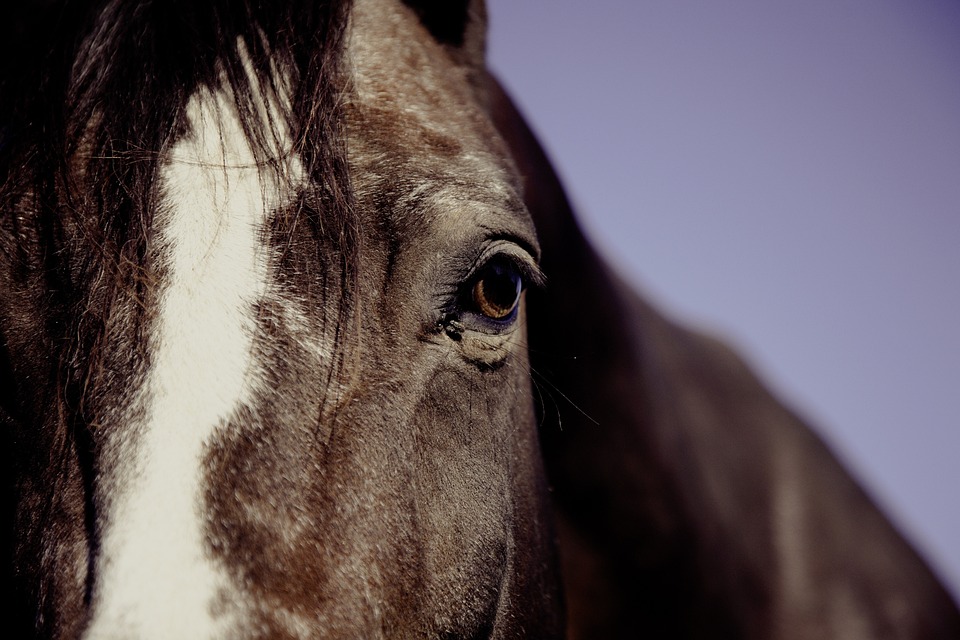 Takt und Rhythmus im Reitsport