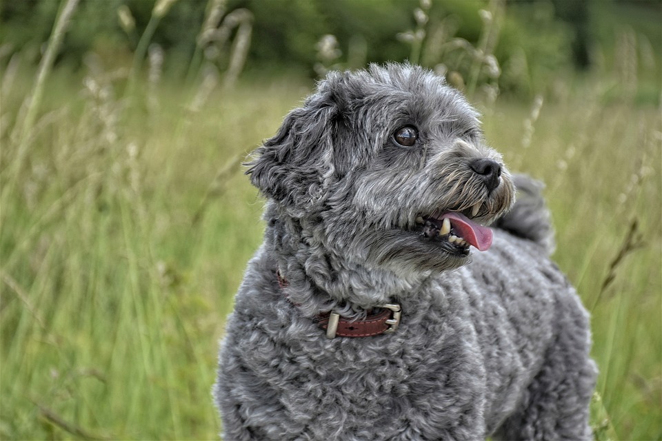 Tricks und Kommandos: Spaß für Hund und Halter