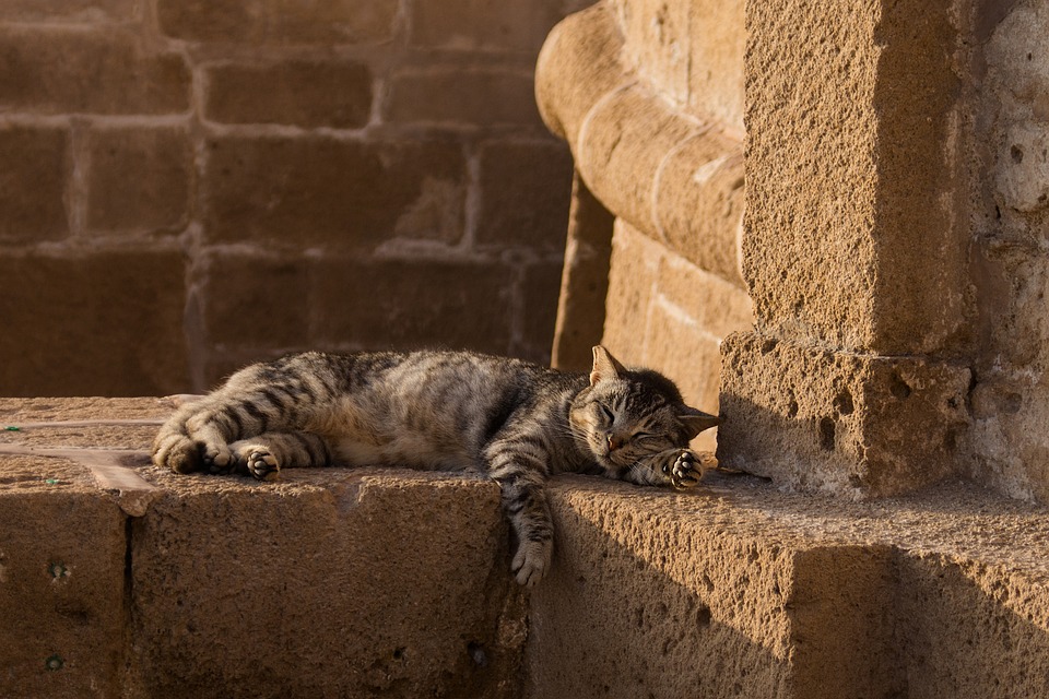 Umzug mit Katze: So minimieren Sie den Stress