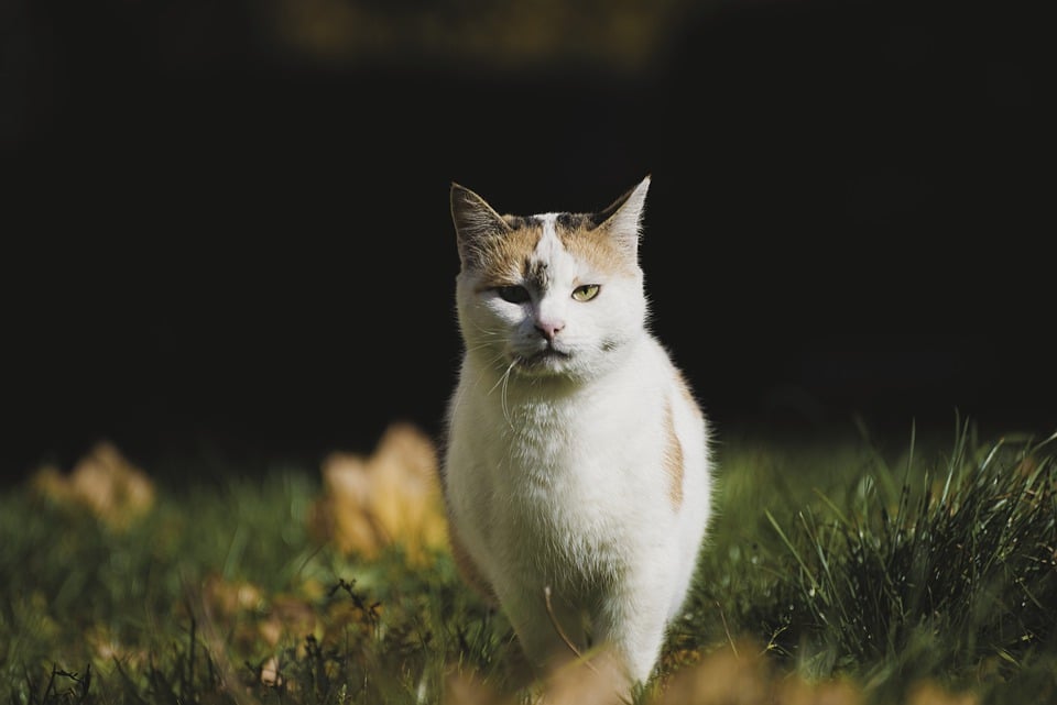 Wie man eine Katze badet: Ein Leitfaden