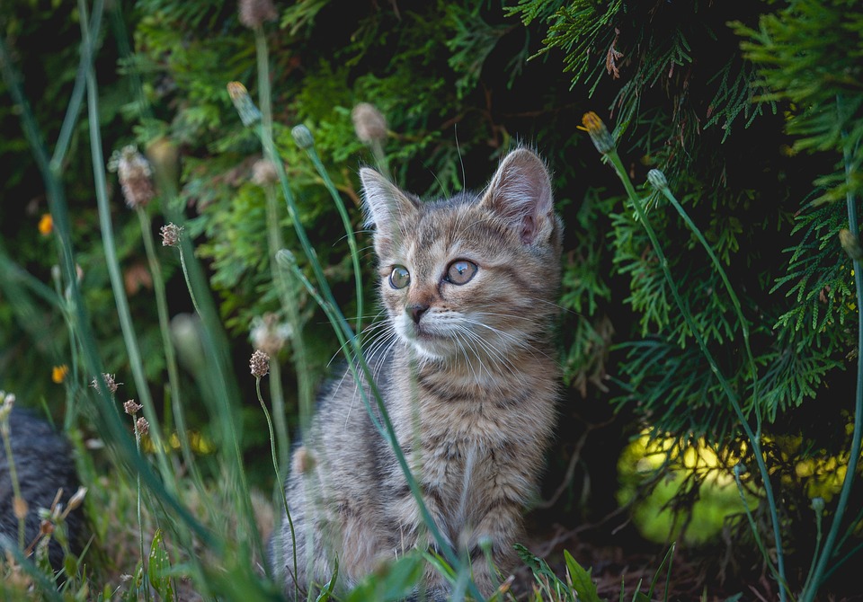 Haarlose Katzenrassen: Ein Überblick