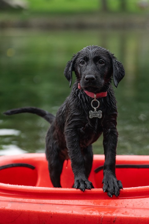 Homöopathie für Hunde: Möglichkeiten und Grenzen