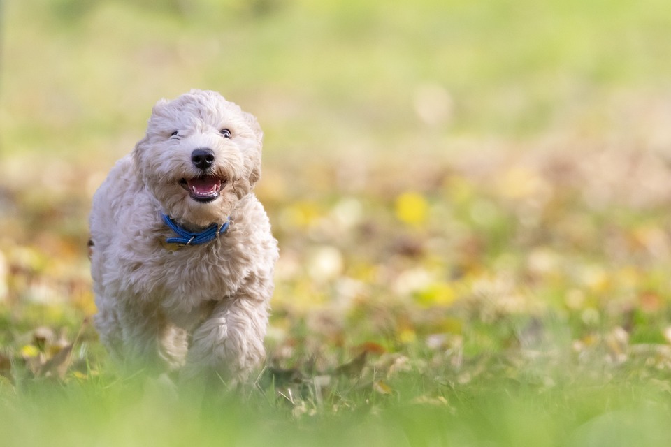 Hunde in der Literatur: Bücher und Geschichten