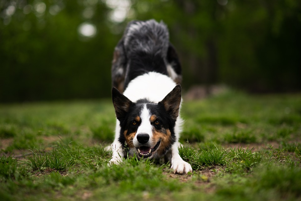 Hunde und Kinder: Sicherheitsregeln