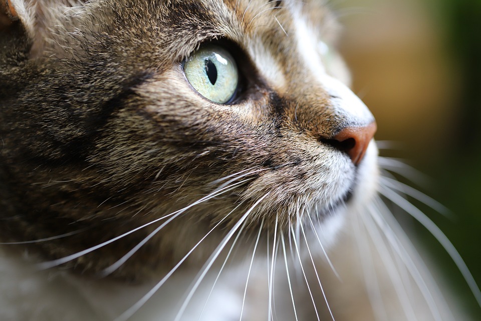 Katzen in der Literatur: Eine Analyse