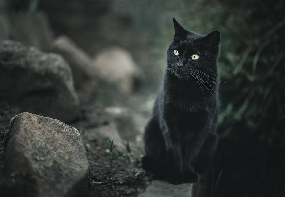 So machen Sie tolle Fotos von Ihrer Katze