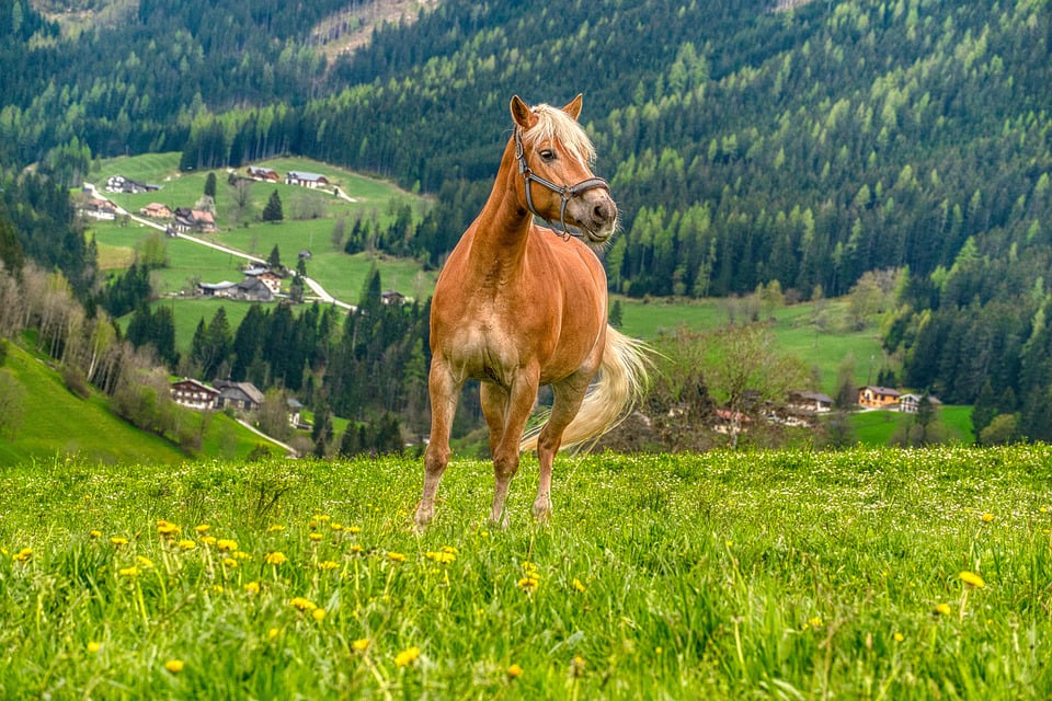 Stellung und Biegung: Reittechniken erklärt