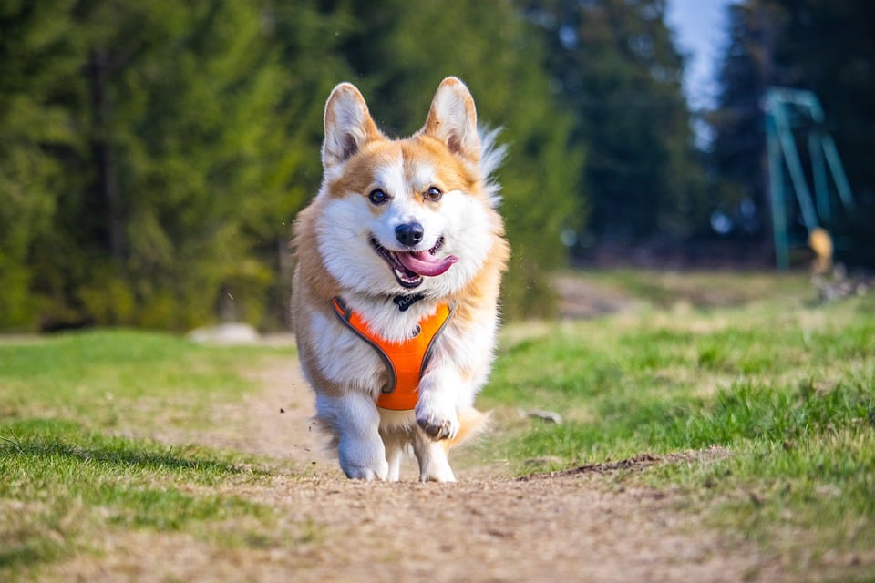 Stress bei Hunden: Erkennen und mindern