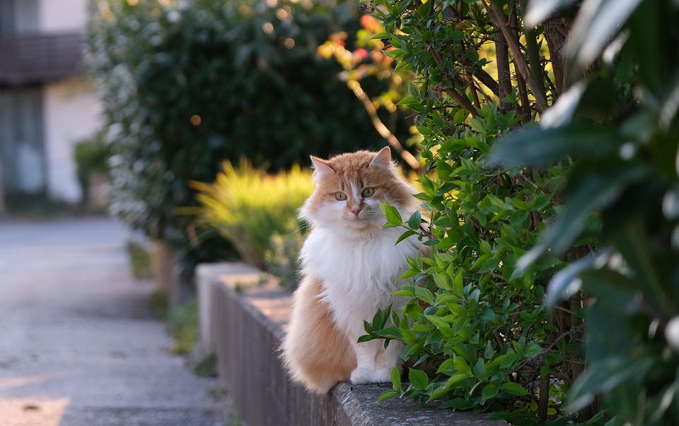 Tierkommunikation: Kann meine Katze mich verstehen?