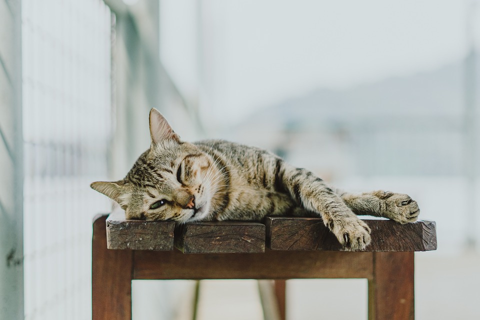 Unterschiede zwischen männlichen und weiblichen Katzen