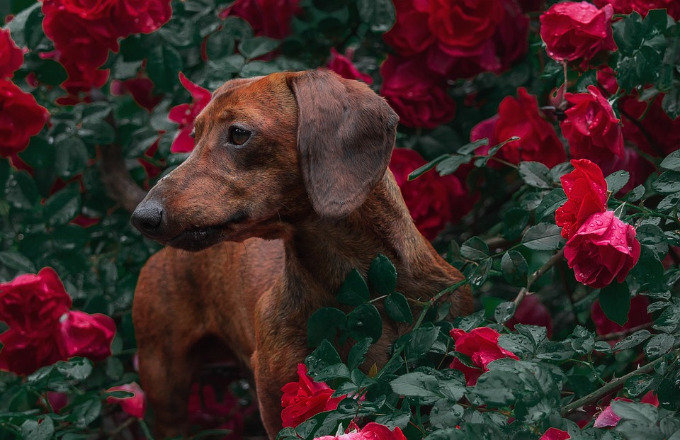 Verhaltenstherapie für Hunde: Wann ist sie sinnvoll?