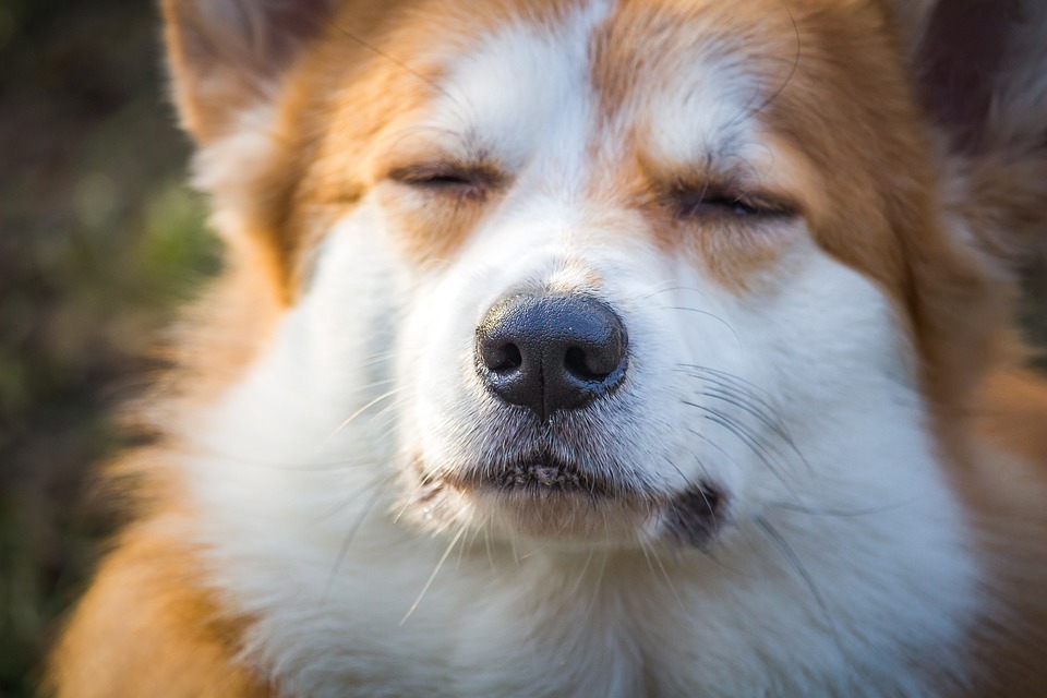 Hund im Flugzeug: Reisen mit dem Vierbeiner
