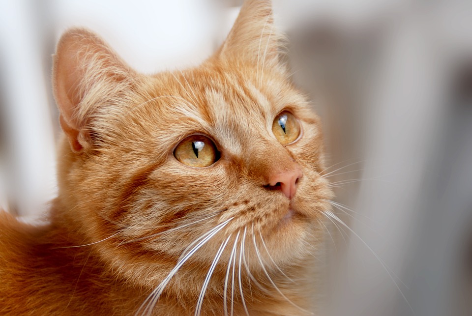 Katzen in der Popkultur: Einfluss und Darstellung