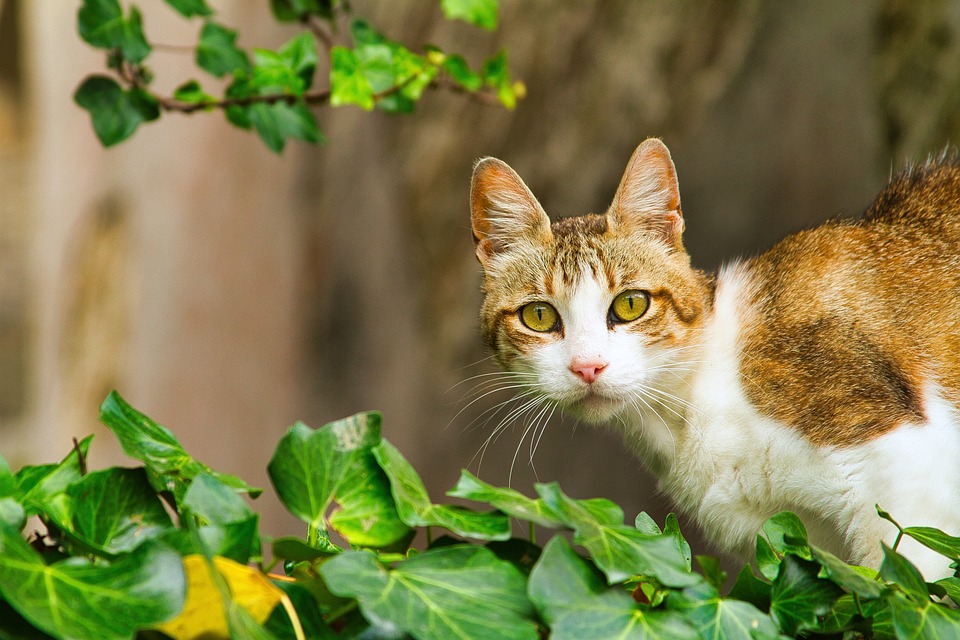 Katzen in verschiedenen Kulturen: Ein Überblick