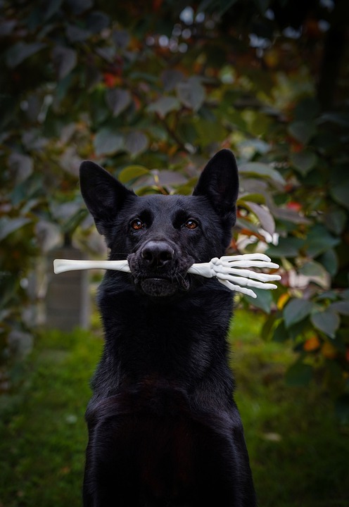 Reisekrankheit bei Hunden: Symptome und Abhilfe