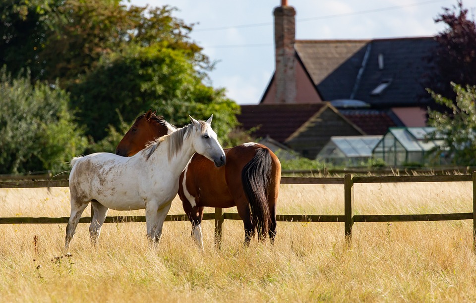 Reitsimulationen: Virtuelles Training
