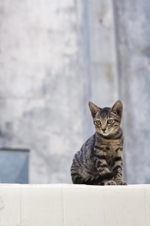 Tiersprache: Die Bedeutung der Miau-Laute