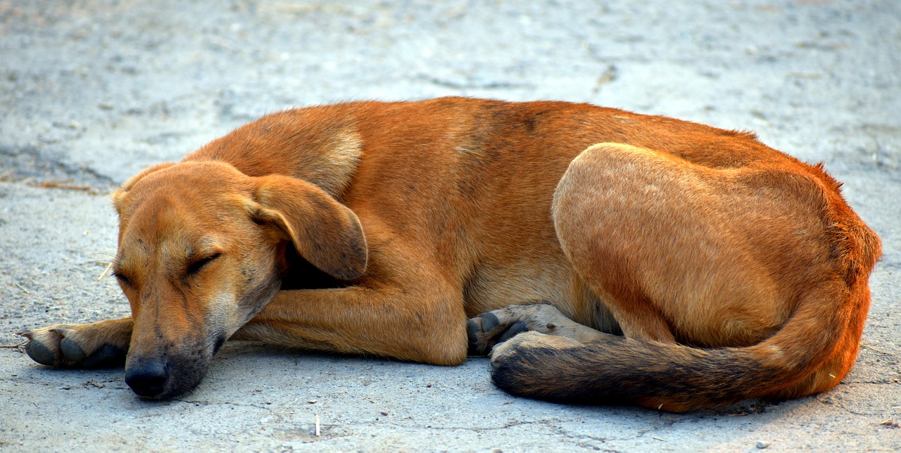 Giardien und Würmer bei deinem Hund