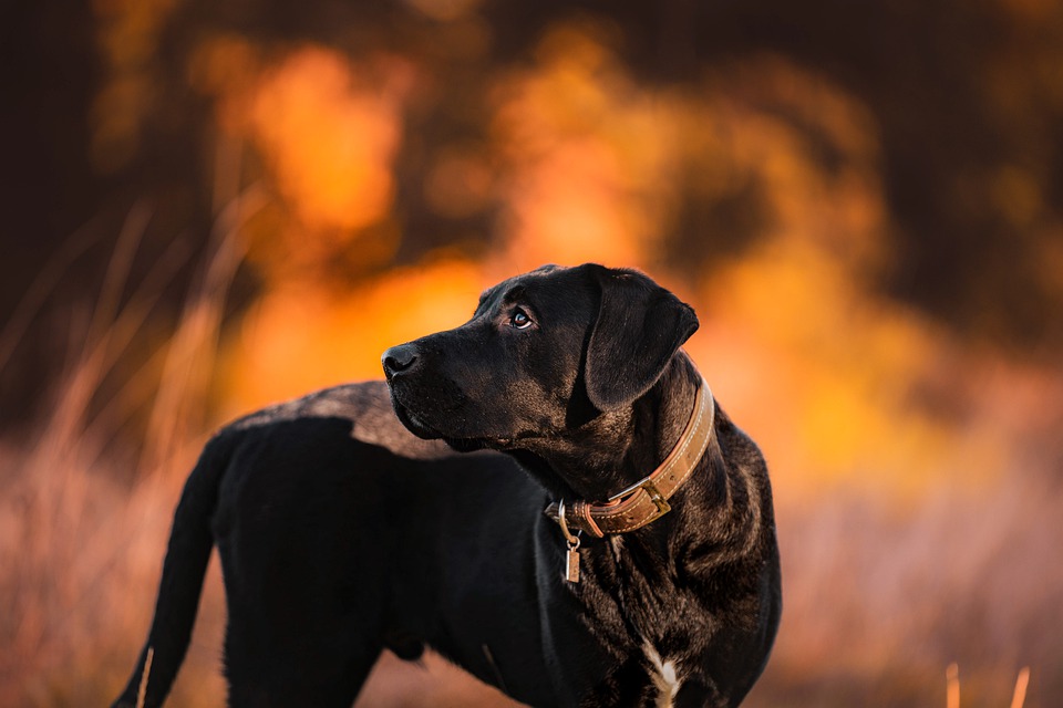 Barfen für Hunde: Was Sie beachten müssen