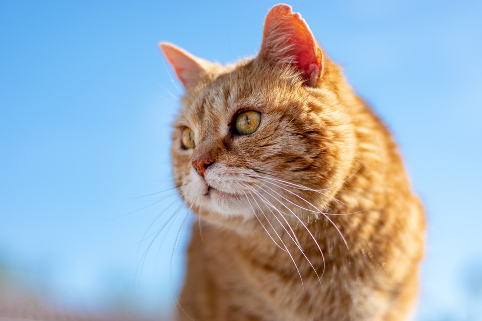 DIY-Spielzeug: So beschäftigen Sie Ihre Katze kreativ