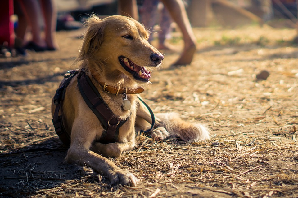 Die 10 häufigsten Gesundheitsprobleme bei Hunden und wie man sie verhindert