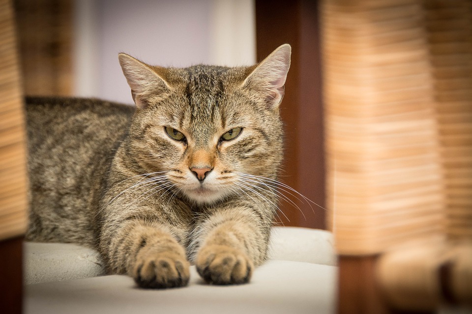 Die Bedeutung von Katzensignalen und wie Sie sie verstehen