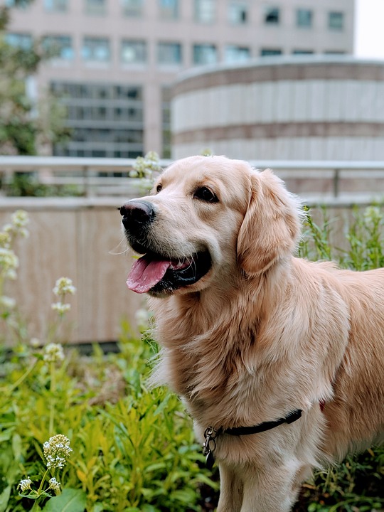 Die Bedeutung von Mikrochip und Hundemarke