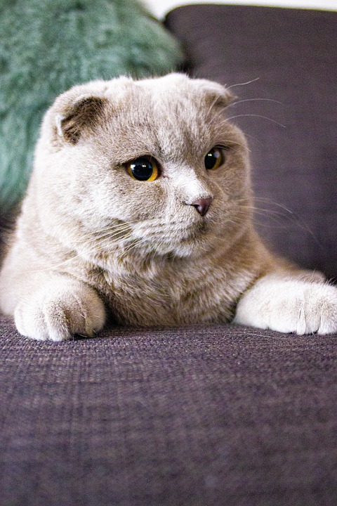Die Geschichte der Hauskatze: Von der Wildkatze zum Haustier