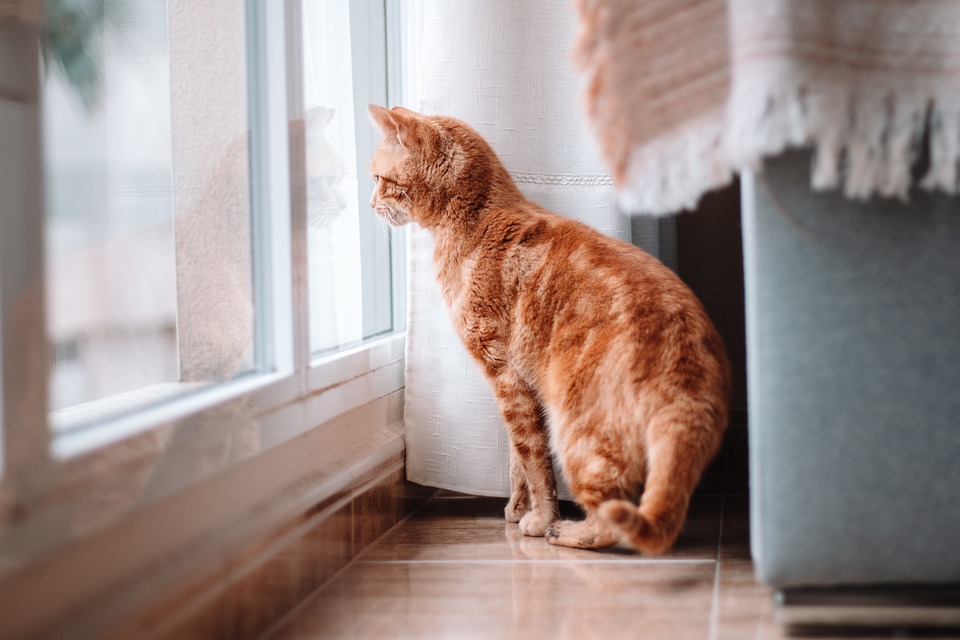 Die Vorteile von Katzengras und wie man es anbaut