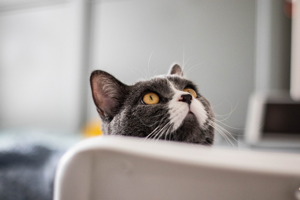 Die beliebtesten Katzenrassen und ihre Besonderheiten