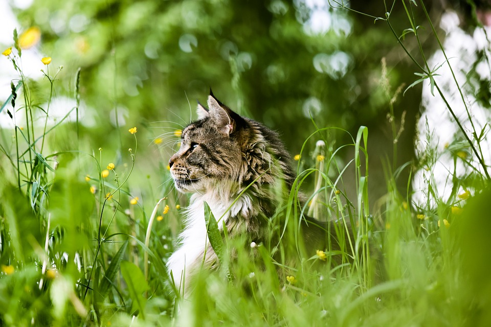Die besten Futternäpfe und Tränken für Katzen