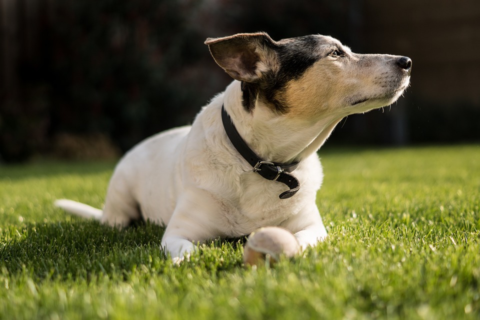 Die besten Hundeparks in Ihrer Stadt