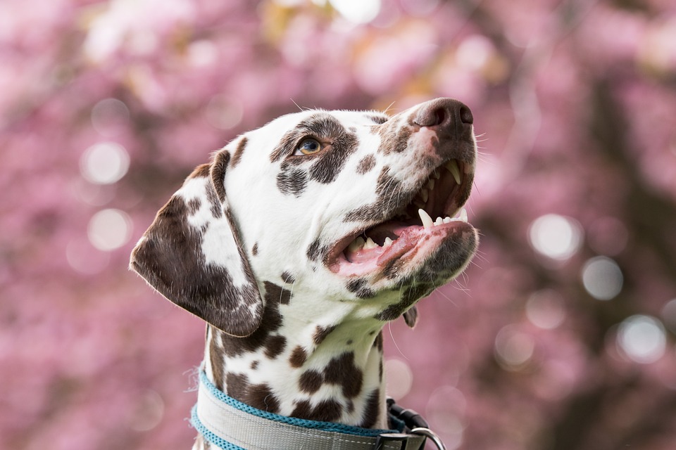 Die besten Hundeschulen in Ihrer Nähe: Ein Überblick