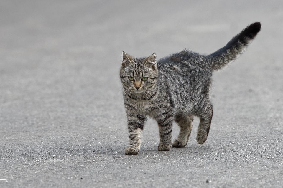 Die besten Katzenversicherungen im Vergleich