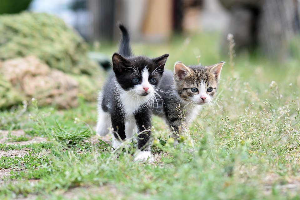 Die besten Outdoor-Aktivitäten für Katzen