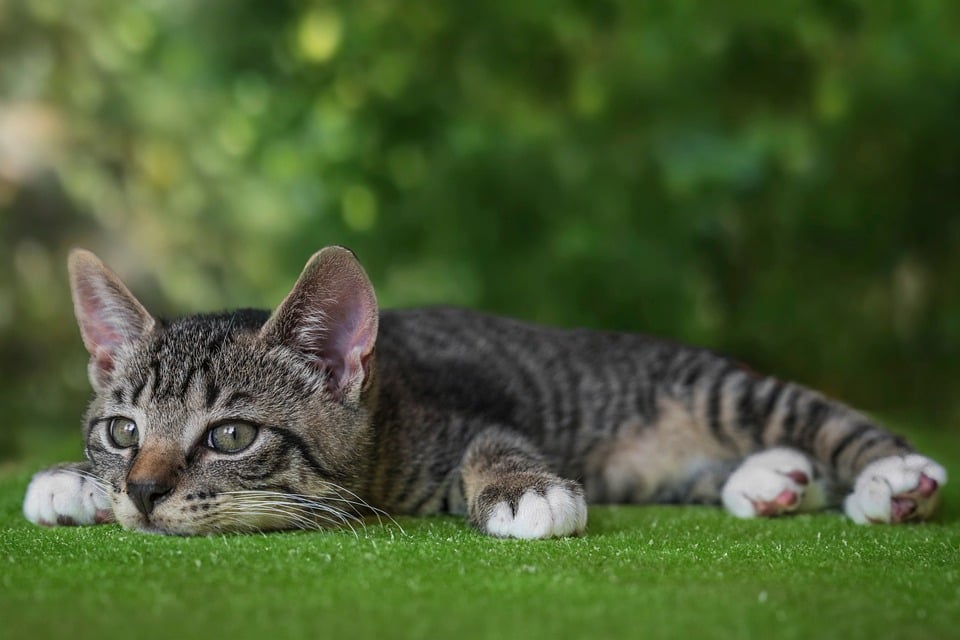 Die besten Pflegeprodukte für Katzen