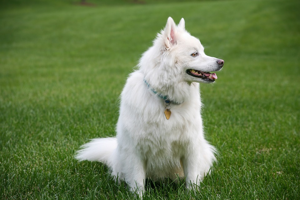 Die besten Tipps für einen stubenreinen Hund