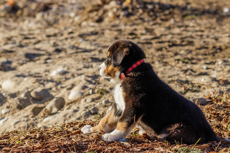 Die besten Tricks um Ihren Hund zu beschäftigen