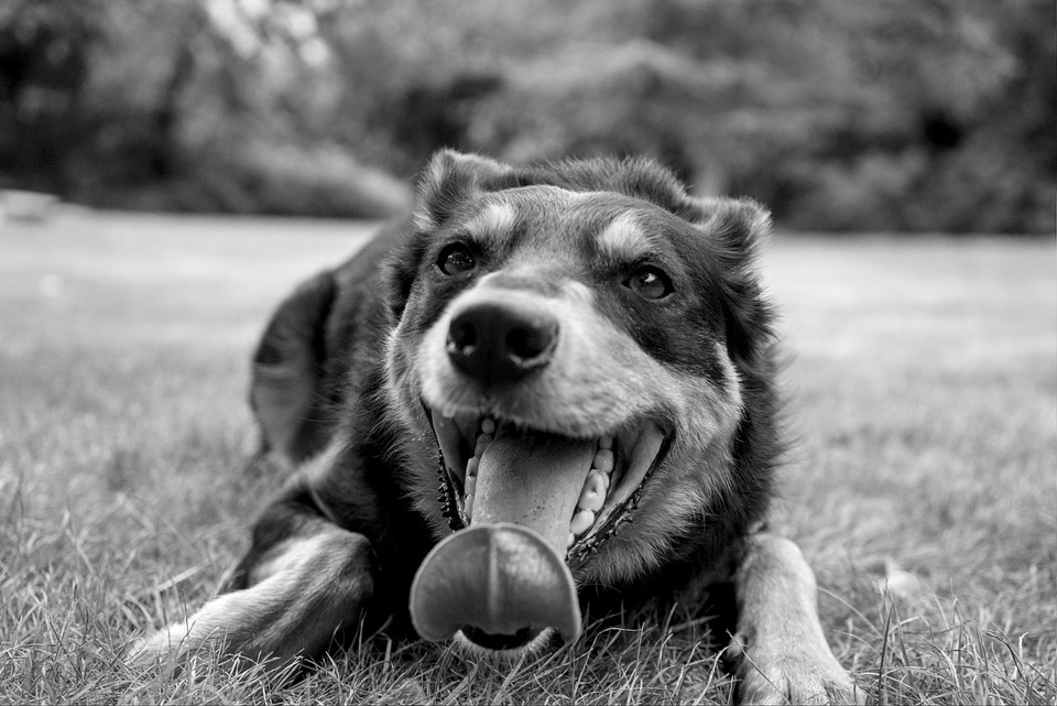 Die richtige Zahnpflege für Ihren Hund